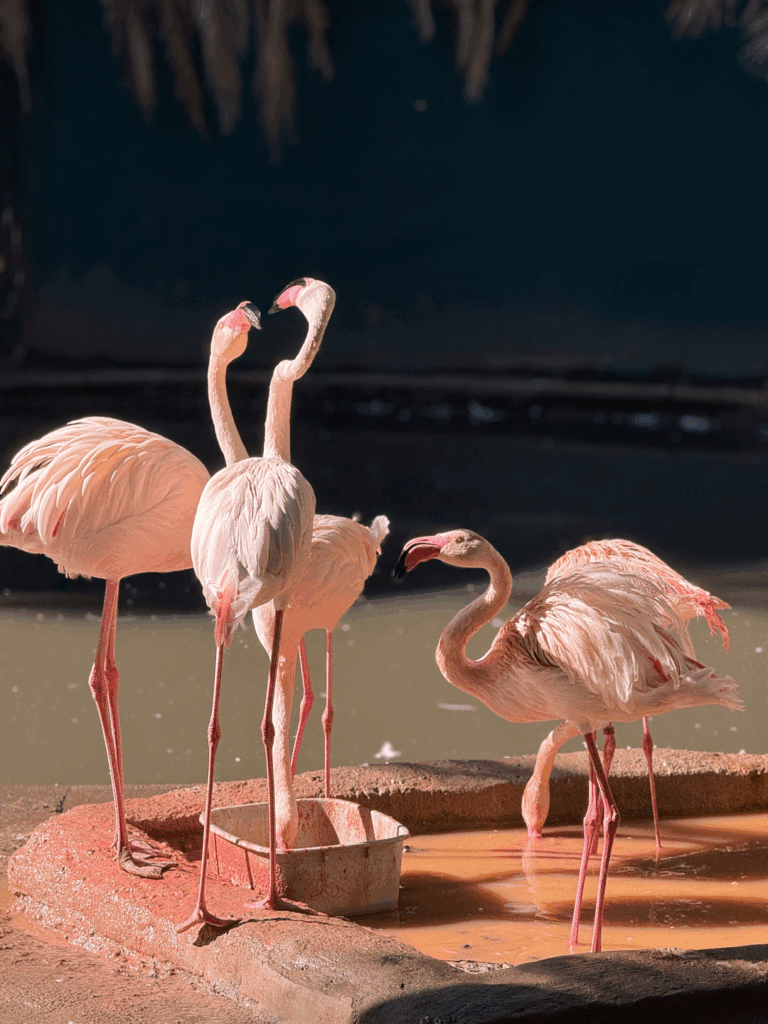 flamingos at world of birds