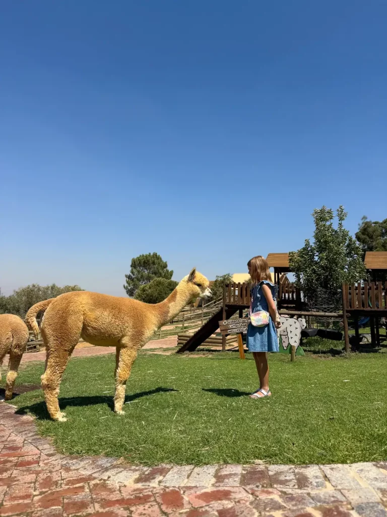 alpaca loom out with kids cape town