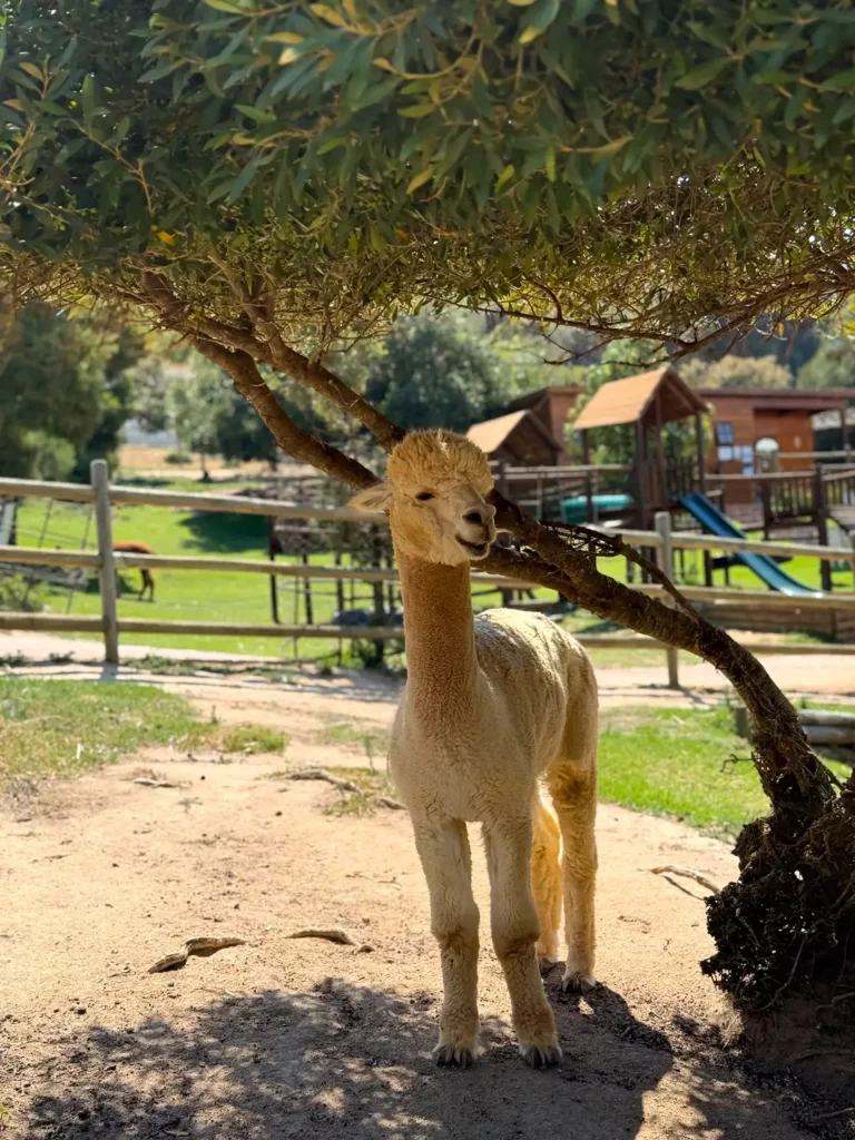 alpaca loom family friendly activity in cape town