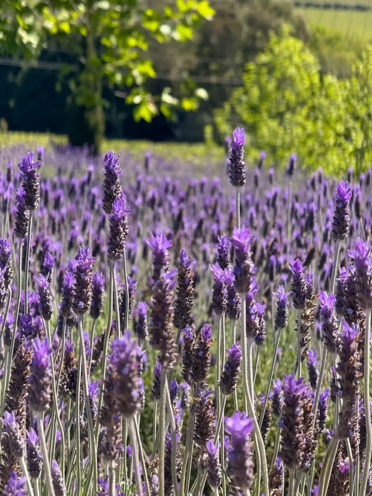 Lavender fields in Stellenbosch for picking